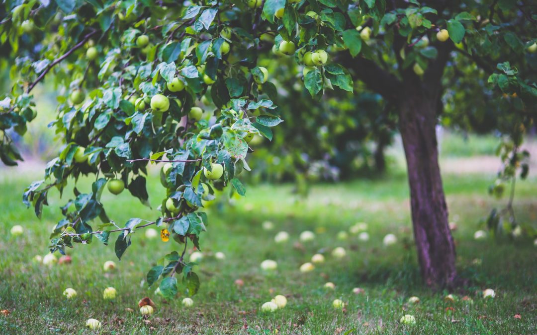 Finding the Low Hanging Fruit in Your Business